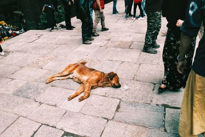 High angle view of dog on footpath