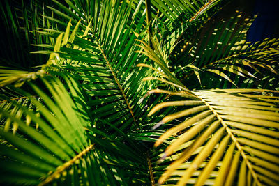 Close-up of palm tree leaves