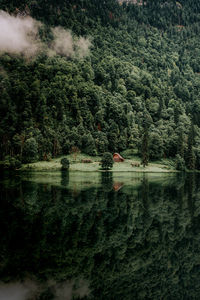 Scenic view of lake in forest