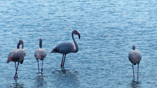 Birds in lake