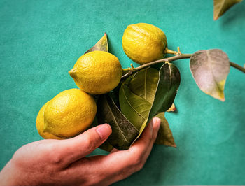 High angle view of person holding fruits