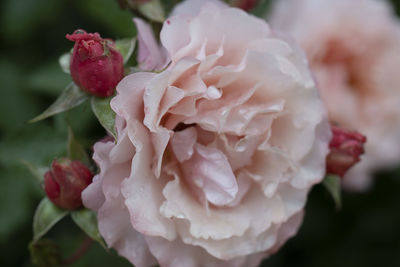 Close-up of pink rose flower