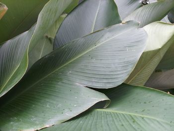 Full frame shot of leaves