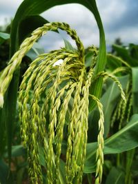 Close-up of crops growing on field