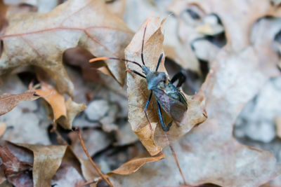 Close-up of insect on leaf