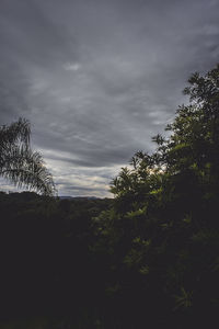 Low angle view of trees against sky