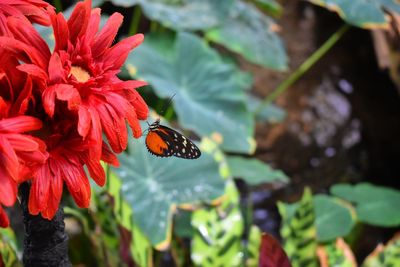 Close-up of bee on red flower