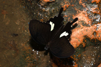 High angle view of butterfly