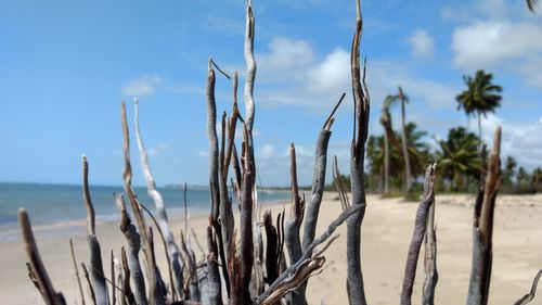 São josé da coroa grande pe brasil