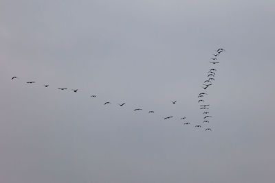 Low angle view of birds flying in the sky