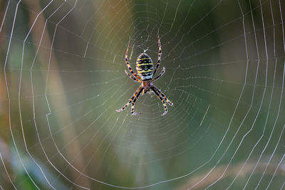 Argiope bruennichi spider wasp in the center of its web