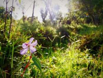 Close-up of pink flowering plant on field