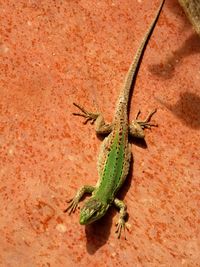 Green lizard on an orange background