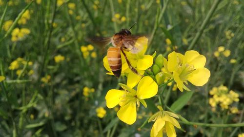 Close-up of bee on yellow flower