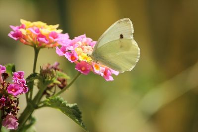 Close-up of butterfly on pink flowering plant