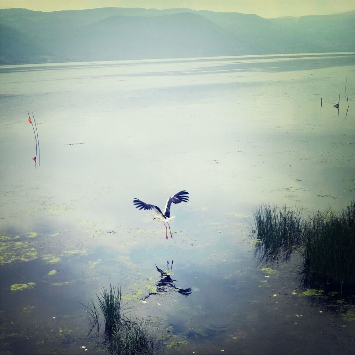 water, bird, flying, lake, animal themes, animals in the wild, wildlife, reflection, waterfront, nature, mid-air, tranquility, swimming, tranquil scene, beauty in nature, scenics, swan, high angle view, outdoors, tree