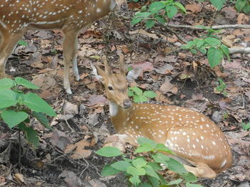 High angle view of deer on field