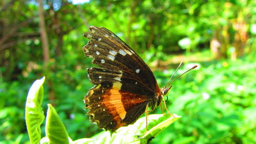 Close-up of butterfly on leaf