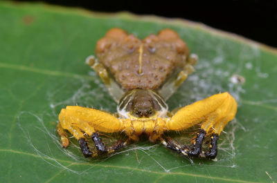 Close-up of spider on leaf