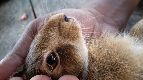 Close-up of hand holding rabbit 