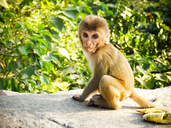 Portrait of monkey sitting on tree