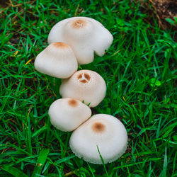 High angle view of mushrooms growing on field