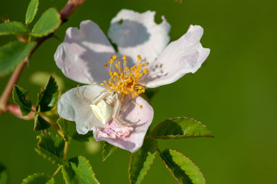 Close-up of white flowering plant