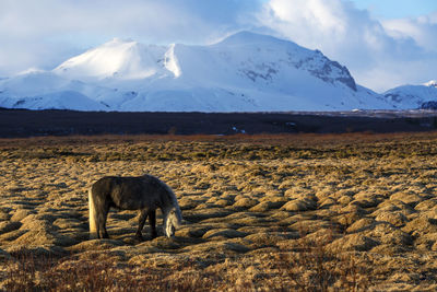 Portrait of a gray icelandic horse in front of snowy mountains