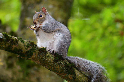 Close-up of a grey squirrel on a branch eating a nut 