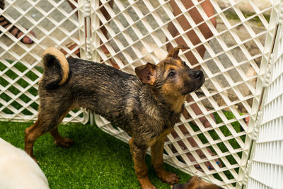 High angle view of a dog looking away