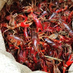 Full frame shot of red chili peppers