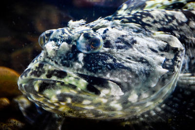 Close-up of fish swimming in sea