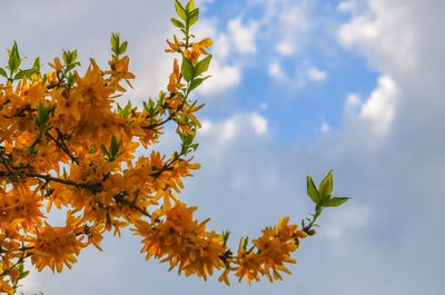 Low angle view of maple tree against sky