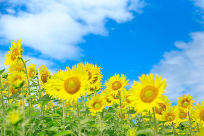 Close-up of sunflower against blue sky