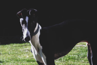 Dogs standing on grassy field