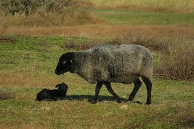 Side view of a sheep on field