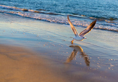Close-up of seagull taking off at beach