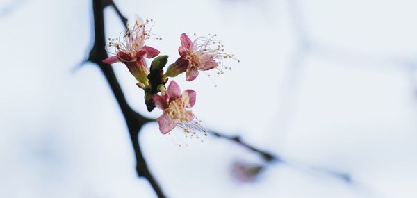 Close-up of pink flowers