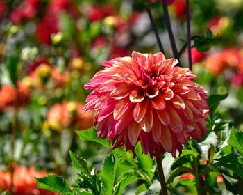 Close-up of red dahlia