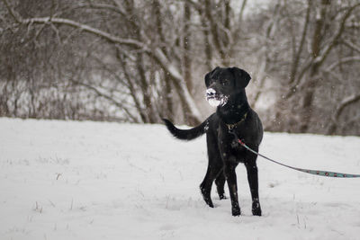 Dog on snow covered field