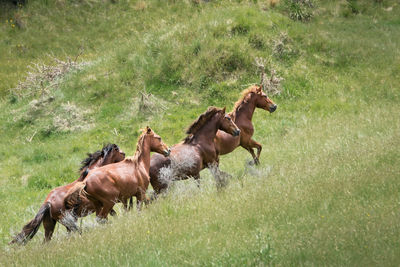 Horses running in a field