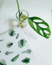 High angle view of leaves on table against white background