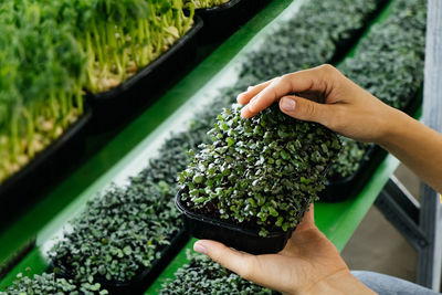 Woman holding box with microgreen, small business indoor vertical farm. close-up of healthy 