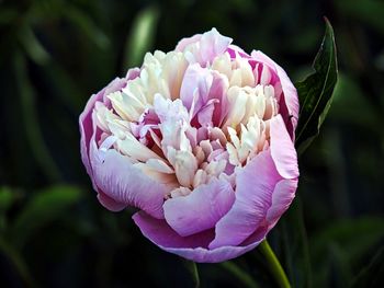 Close-up of pink rose flower