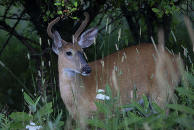 Deer in a forest