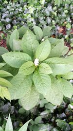 Close-up of flowers blooming outdoors