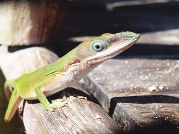 Close-up of lizard on wood
