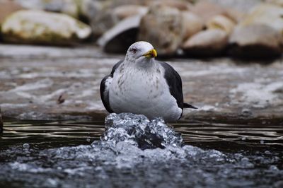 Close-up of bird perching on shore