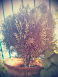 Close-up of plant against blurred background