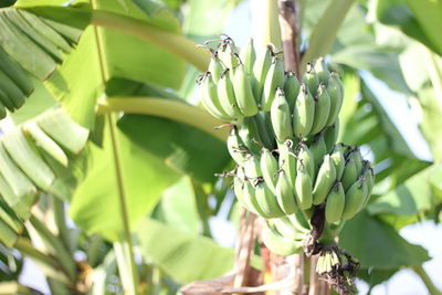 Close-up of banana tree